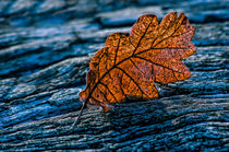 Fallen leaf von Giuseppe Maria Galasso