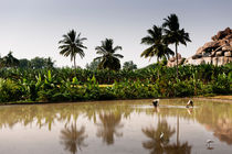 Rice Paddie In Hampi, India. von Tom Hanslien