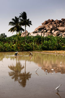 Rice Paddie In Hampi, India. by Tom Hanslien