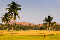 Indian Field. von Tom Hanslien