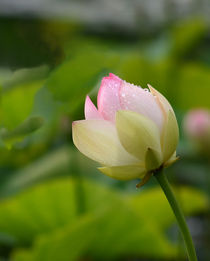 Lotus by Eckart  Mayer
