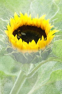 Sonnenblume von Christine Bässler