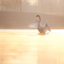 Spread Your Wings von Daniel Zrno