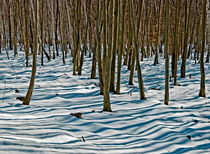 Snow and trees by Leopold Brix