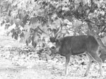 Wary Black Tailed Buck