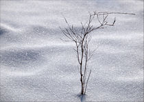 Winterzeit von Ralf Nentwig