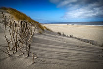 in den dünen von kampen by gfischer