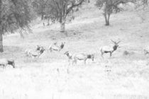 Elk Bull With Harem von Frank Wilson