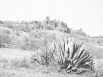 Upper Bidwell Park Agave Cactus by Frank Wilson