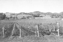 Vineyard von Frank Wilson