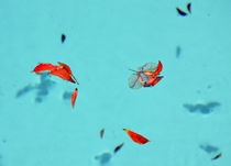 Rote Blätter im Pool von Gabriele Brummer