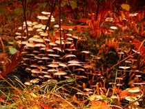 Eukaryotisch Mushrooms von Nicole Frischlich