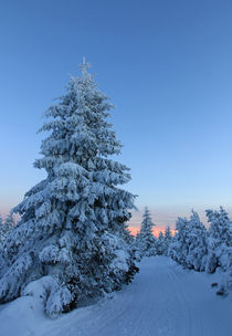 Winterwald by Wolfgang Dufner