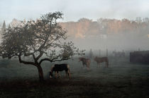 Horses in the fog  by Barbara  Keichel