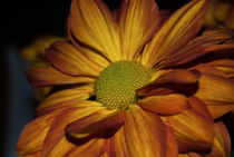 Autumn Mum by Judy Hall-Folde