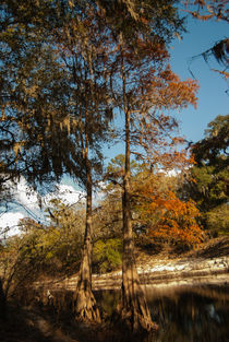 December Afternoon on the Suwannee by Judy Hall-Folde