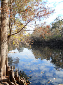 Florida in Reflection von Judy Hall-Folde