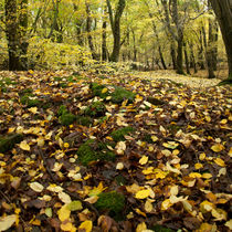 Autumn Carpet by David Tinsley