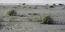 am Strand von jaybe