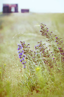 Blue flower in hostile area von Eva Stadler