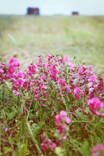 Pink flower in hostile area von Eva Stadler