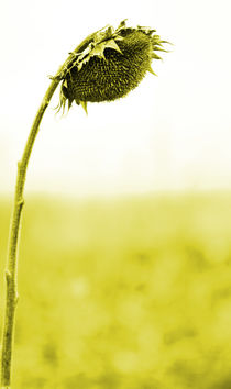 sunflower von jaybe