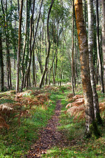 Autumn Birch von David Tinsley