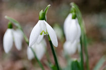 Snowdrops von Jeremy Sage