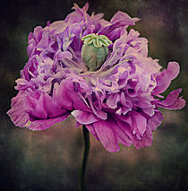 ruffled poppy by rosanna zavanaiu