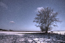 Tree in the Snow  von Rob Hawkins