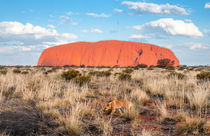 uluru.dingo von Arno Kohlem