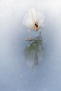 Look Alike by Annie Snel - van der Klok