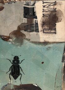 Der große Totengräber/ big burying beetle von Micosch Holland