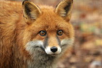 elle the red fox von Martyn Bennett