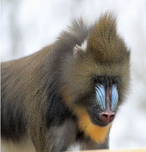 Mandrill portrait by Martyn Bennett