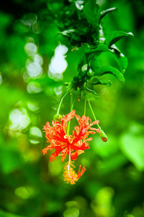 Hibiskusblüte von Gina Koch