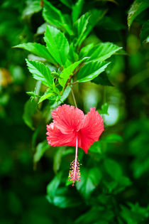 Hibiskus auf Sri Lanka von Gina Koch