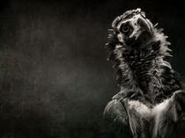 Portrait of a Cinereous Vulture von Alan Shapiro