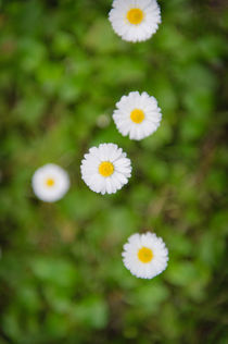Five flowers by Lars Hallstrom