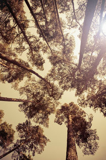 Center of the forest by Lars Hallstrom