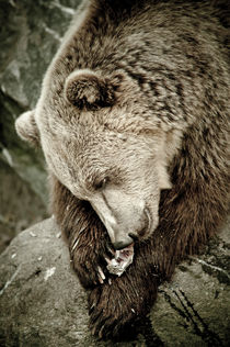 Hungry bear by Lars Hallstrom