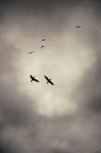 Flying together by Lars Hallstrom