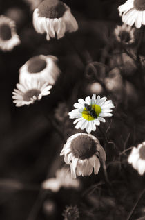 Michaelmas Daisies by Mark Llewellyn