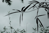 bamboo