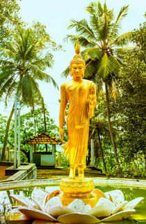 Goldener Buddha auf einer Lotusblüte von Gina Koch