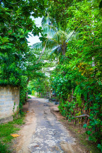 Weg in den Dschungel  -  Way into the jungle von Gina Koch