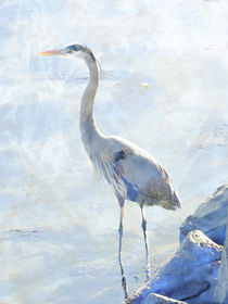 Great Blue Heron von Robert Ball