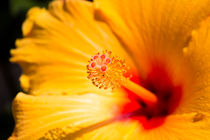 Hibiskus von Denise Urban