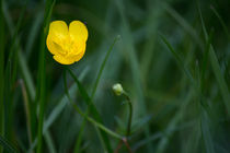 Butterblume auf der Wiese, Scharfer Hahnenfuß von Denise Urban