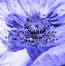 Blauer Mohn von markgraefe